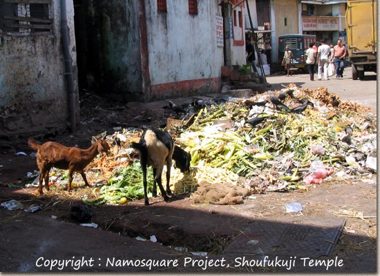 ムンバイのクロウフォード市場。ゴミ捨て場は多くの生き物にとって、食べ物を探す貴重な場所。